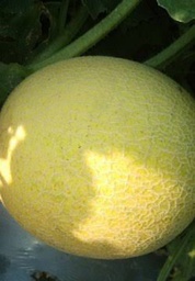 Kharbuja/ खरबूजा (1kg)